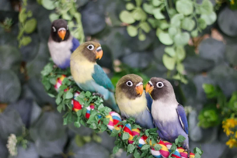 Black Masked Lovebirds