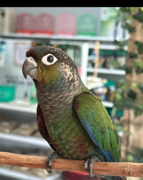 Crimson Belly Conures