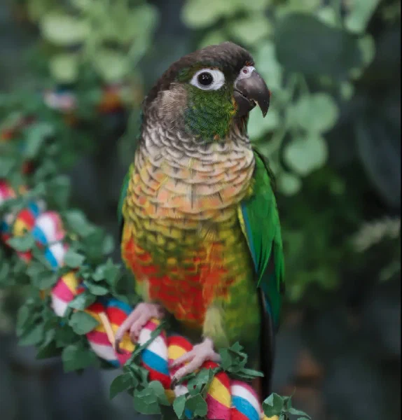 Green Cheek Conures