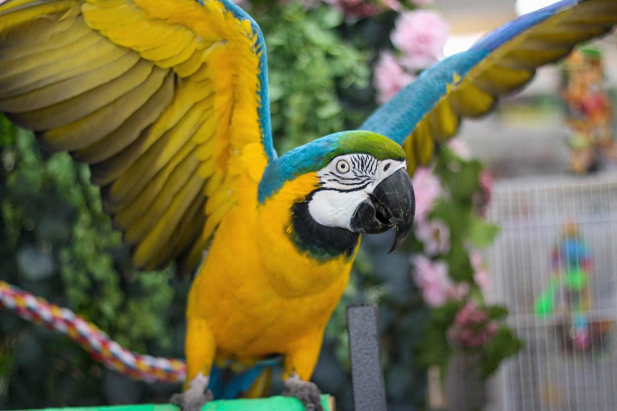 Beautiful tropical birds in natural habitat