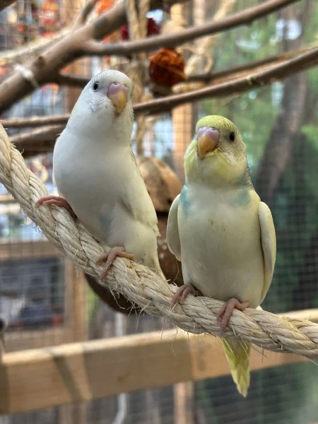 Parakeets