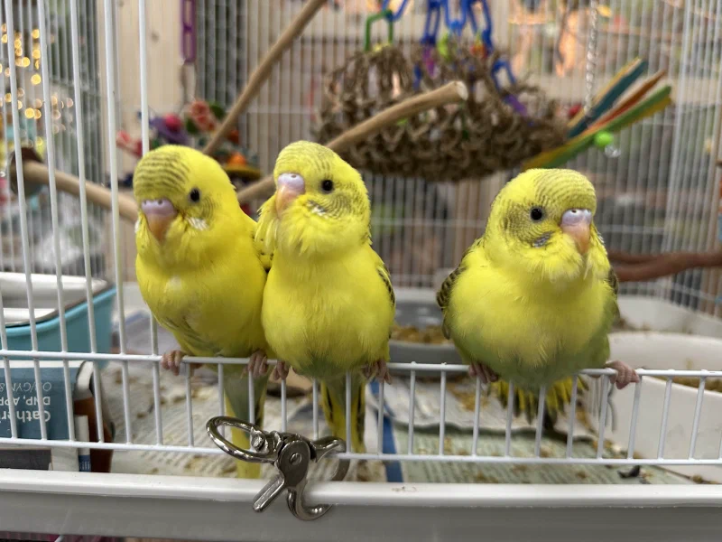 Parakeets