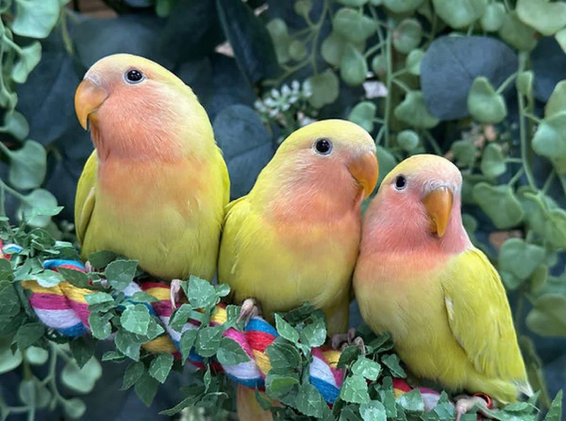 Peach Faced Lovebirds